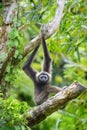 Gibbon monkey