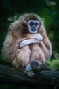 Gibbon monkey alone in the zoo sitting on a trunk with arms crossed and feet crossed Royalty Free Stock Photo