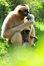 Gibbon monkey & baby Royalty Free Stock Photo