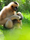 Gibbon monkey & baby sitting on grass Royalty Free Stock Photo