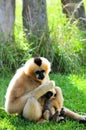 Gibbon monkey & baby (vertical) Royalty Free Stock Photo