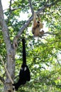 Gibbon monkey family Royalty Free Stock Photo