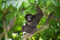 Gibbon Monkey