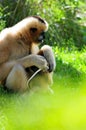 Gibbon monkey protecting & feeding baby Royalty Free Stock Photo