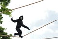 Gibbon Monkey Tightrope Walking