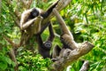 Gibbon monkeys Royalty Free Stock Photo