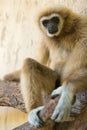 Gibbon perched in the branches of a large tree, its face illuminated by the warm sunlight Royalty Free Stock Photo