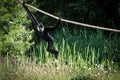 Male northern white-cheeked gibbon hanging on a rope