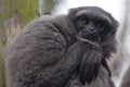 Gibbon portrait Royalty Free Stock Photo