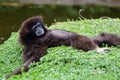 Gibbon portrait Royalty Free Stock Photo