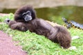 Gibbon portrait Royalty Free Stock Photo