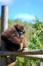 Gibbon relaxing on a wood climbing structure