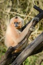 Gibbon