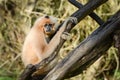 Gibbon