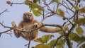 Lar Gibbon Sitting on Top Of Tree