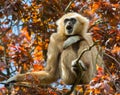 Gibbon sitting in tree