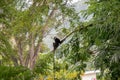 Gibbon sitting on a tree