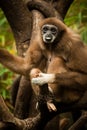 Gibbon Royalty Free Stock Photo