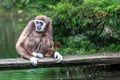 Gibbon is waiting for food