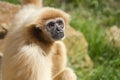 Gibbon Royalty Free Stock Photo
