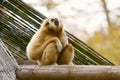 Gibbon on wooden beam Royalty Free Stock Photo