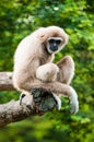 Gibbon in zoo Royalty Free Stock Photo