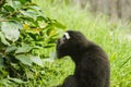 Gibbon in the zoo, closeup of a black monkey Royalty Free Stock Photo