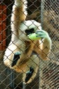 Gibbon in the zoo