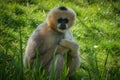 Female northern white-cheeked gibbon sitting in the grass Royalty Free Stock Photo