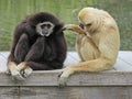 Gibbons Royalty Free Stock Photo