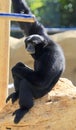 Gibbons ape black Royalty Free Stock Photo