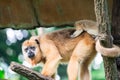Gibbons ape or monkey Hylobatidae while carrying and taking care Royalty Free Stock Photo