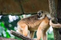 Gibbons ape or monkey Hylobatidae while carrying and taking care Royalty Free Stock Photo