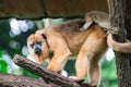 Gibbons ape or monkey Hylobatidae while carrying and taking care Royalty Free Stock Photo