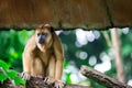 Gibbons ape or monkey Hylobatidae while carrying and taking care