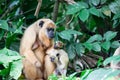 Gibbons ape or monkey Hylobatidae while carrying and taking care