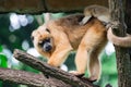 Gibbons ape or monkey Hylobatidae while carrying and taking care