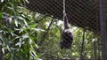 Gibbons apes or Nomascus leucogenys in cage at Dusit Zoo or Khao Din Wana park in Bangkok, Thailand
