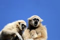 Gibbons Royalty Free Stock Photo