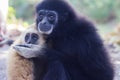 Gibbons Royalty Free Stock Photo