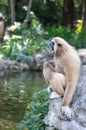 gibbons Royalty Free Stock Photo