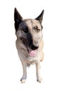 Giberian Shepsky, German Shepherd Siberian Husky mix dog isolated Royalty Free Stock Photo