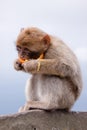 Gibraltar ape Royalty Free Stock Photo