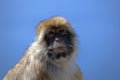 Gibraltar ape Royalty Free Stock Photo