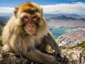 Gibraltar ape Royalty Free Stock Photo