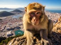 Gibraltar ape Royalty Free Stock Photo