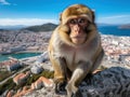 Gibraltar ape Royalty Free Stock Photo