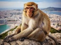 Gibraltar ape