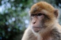 Gibraltar ape Royalty Free Stock Photo