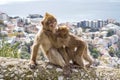 Gibraltar Apes
